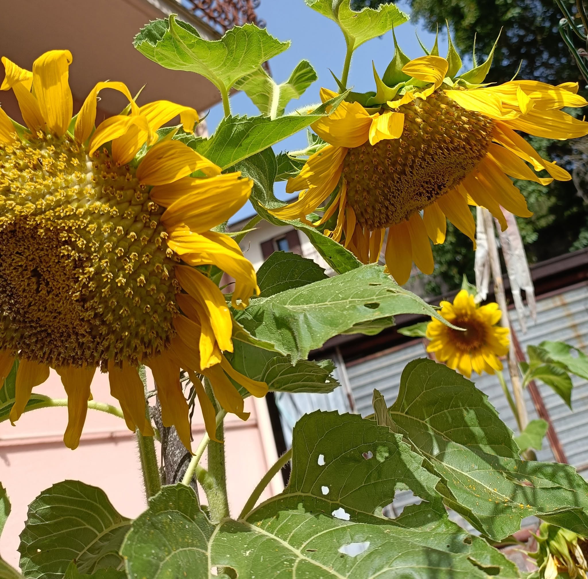Palazzo Rossi - Il Girasole